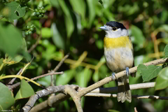 Pachyramphus viridis