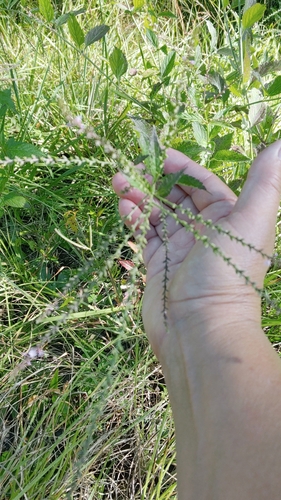 Image of Verbena scabra by (c) Kathryn Curtis, some rights reserved (CC BY)