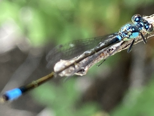 iNaturalist observation photo of Pacific Forktail