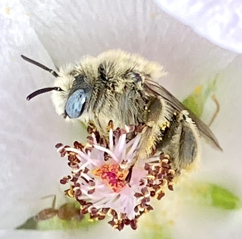 iNaturalist observation photo of Globemallow chimney bees