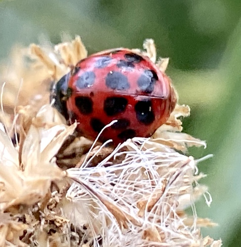 iNaturalist observation photo of Asian Lady Beetle