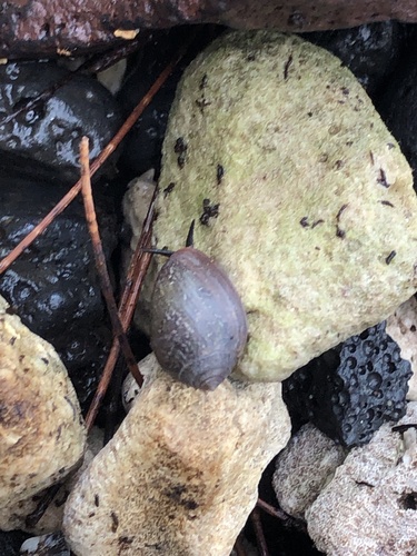 Melampus castaneus observed 2023-09-20