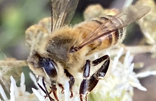iNaturalist observation photo of Western Honey Bee