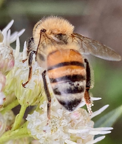 iNaturalist observation photo of Western Honey Bee