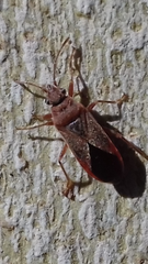 Arocatus longiceps