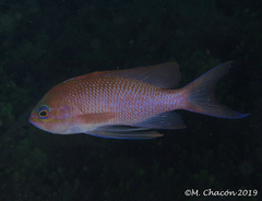 Anthias anthias