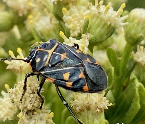 iNaturalist observation photo of Harlequin Bug