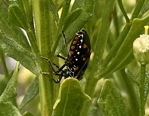 iNaturalist observation photo of Harlequin Bug