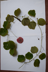 Passiflora membranacea