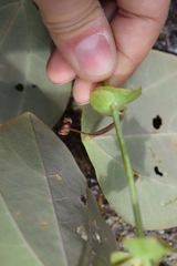 Passiflora membranacea