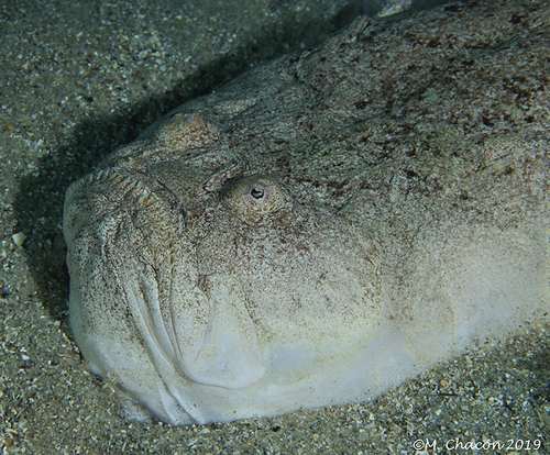 Atlantic stargazer (Uranoscopus scaber) — Uranoscopidae — 2