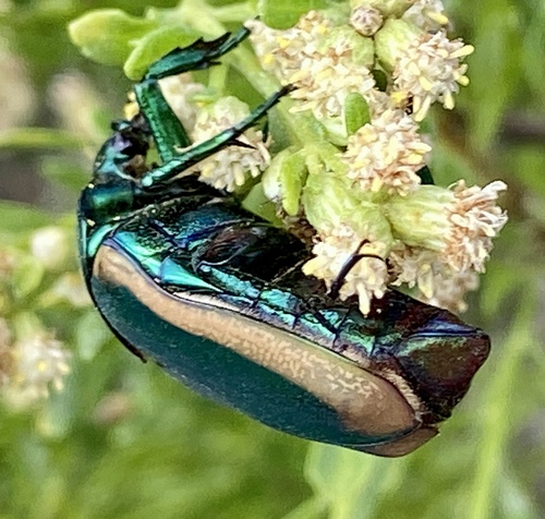 iNaturalist observation photo of Figeater Beetle