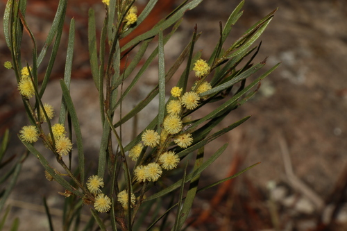 Image of Acacia viscidula by (c) Greg Tasney, some rights reserved (CC BY-SA)