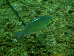 Scolopsis ciliata