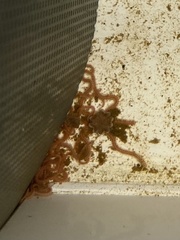 Brittle Star