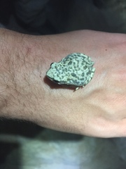 Duttaphrynus dhufarensis