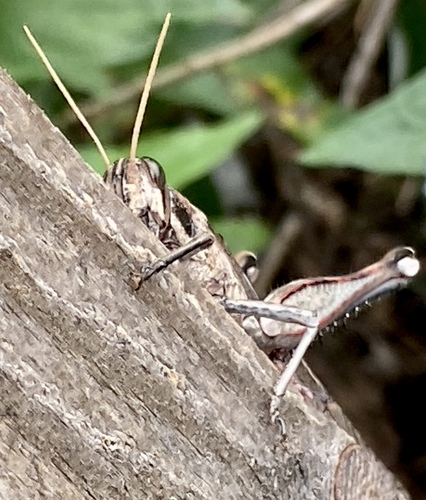 iNaturalist observation photo of Gray Bird Grasshopper