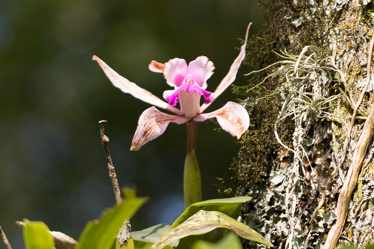 Cattleya intermedia