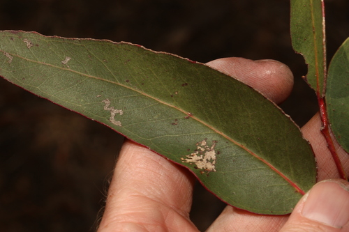 Image of Eucalyptus banksii by (c) Greg Tasney, some rights reserved (CC BY-SA)