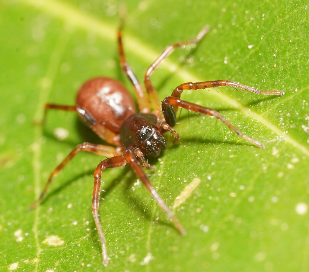 Battalus