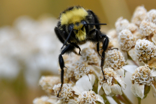 Yellow-faced bumble bee