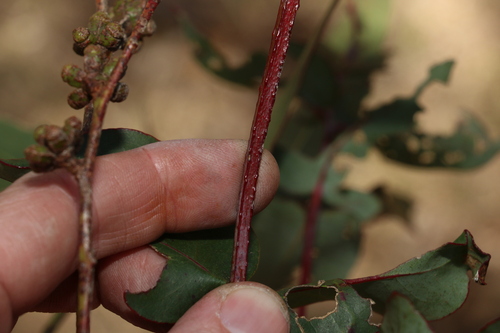 Image of Eucalyptus banksii by (c) Greg Tasney, some rights reserved (CC BY-SA)