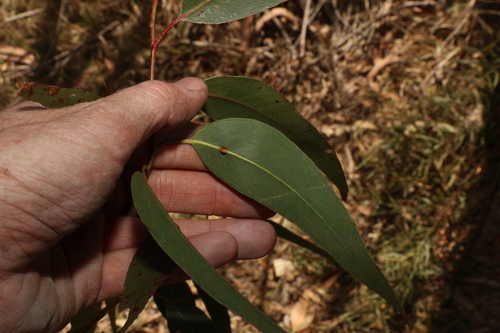 Image of Eucalyptus banksii by (c) Greg Tasney, some rights reserved (CC BY-SA)