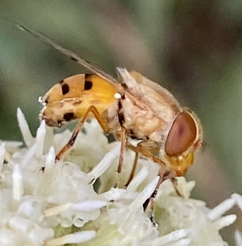 iNaturalist observation photo of Six-spotted Bromeliad Fly