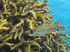 Porites cylindrica