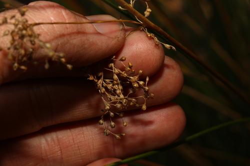 Image of Juncus usitatus by (c) Greg Tasney, some rights reserved (CC BY-SA)