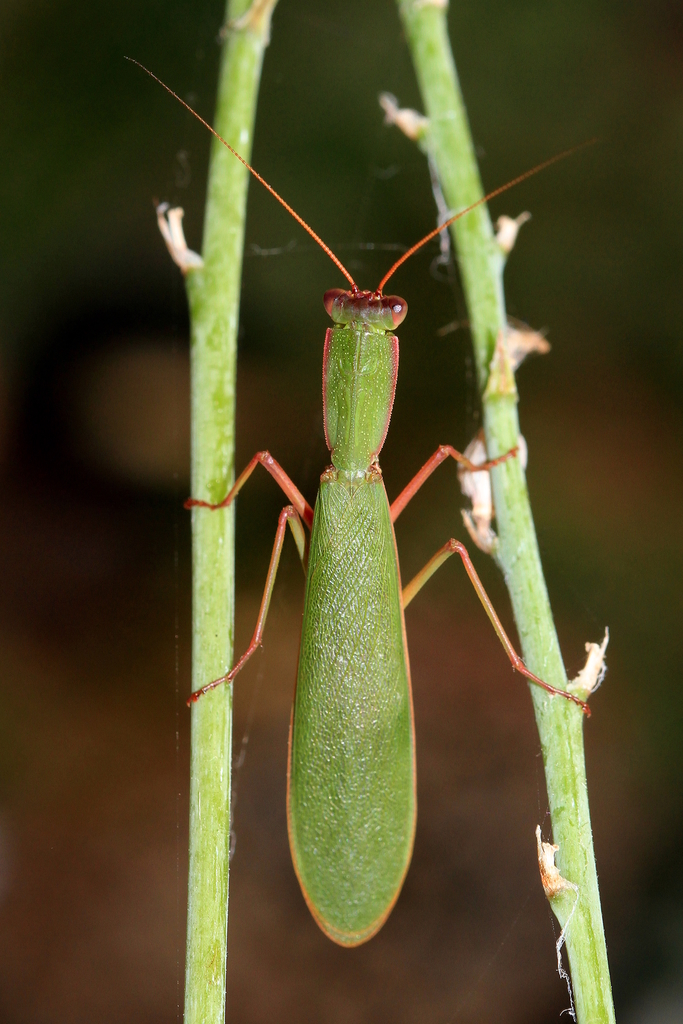 Australian Garden Mantis