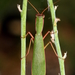 Australian Garden Mantis - Photo (c) Alan Melville, some rights reserved (CC BY-NC-ND), uploaded by Alan Melville