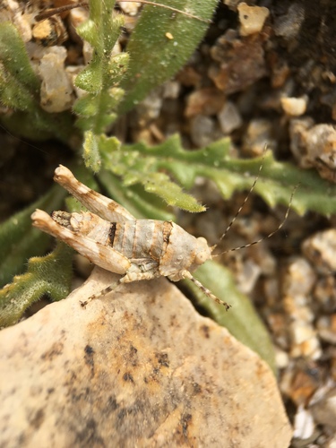 Desert Long-horned Grasshopper photo 5