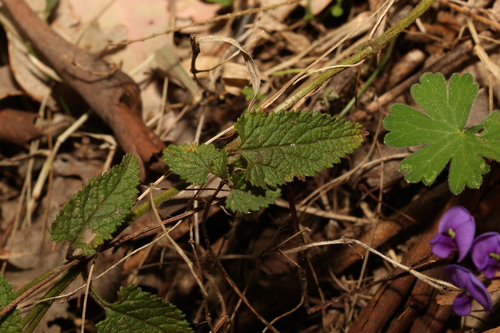 Image of Teucrium argutum by (c) Greg Tasney, some rights reserved (CC BY-SA)
