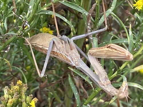 iNaturalist observation photo of Arizona Mantis