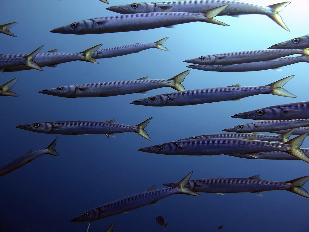 Foto de Bicuda (Sphyraena viridensis)
