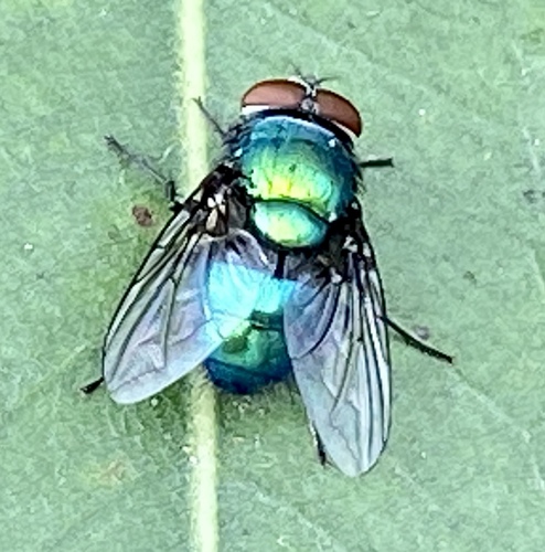 iNaturalist observation photo of Greenbottle Flies
