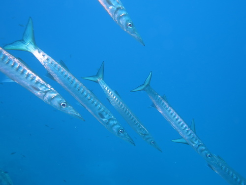 Foto de Bicuda (Sphyraena viridensis)