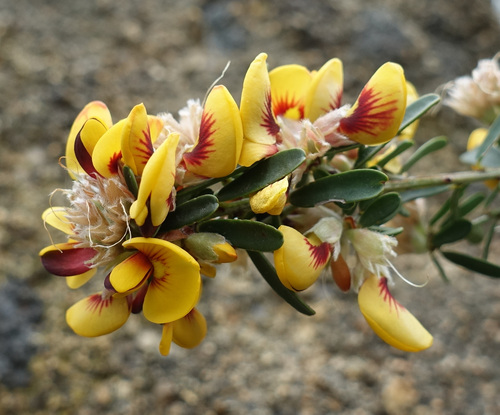flat-leaf bush-pea (Pultenaea platyphylla)
