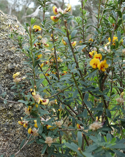 Image of Pultenaea platyphylla by (c) yatesy, some rights reserved (CC BY)