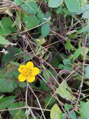 Sclerocarpus divaricatus