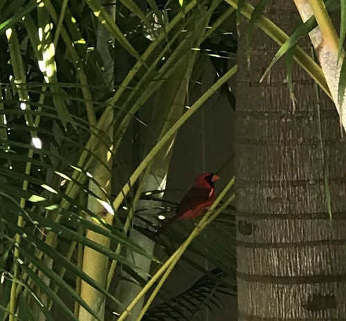 Cardinalis cardinalis image