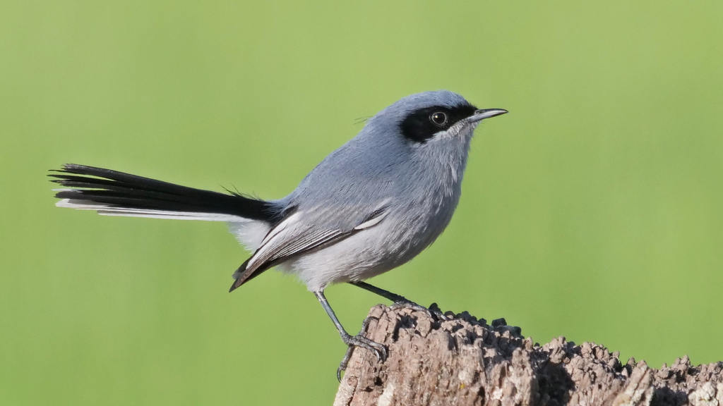 Masked Gnatcatcher