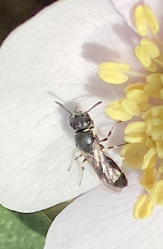 iNaturalist observation photo of Masked Bees