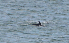 Sagmatias australis