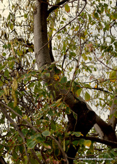 Millettia peguensis