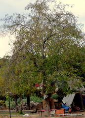 Millettia peguensis