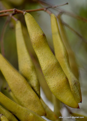 Millettia peguensis