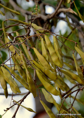 Millettia peguensis