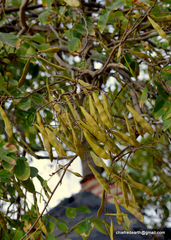 Millettia peguensis
